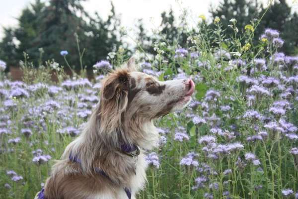 Die Dogorama Kalender Challenge 4/4-Beitrag-Bild