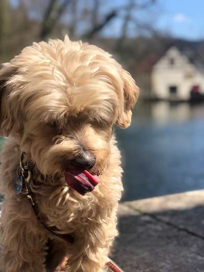 Dogorama-Monats-Challenge-Mai "Wasser"-Beitrag-Bild