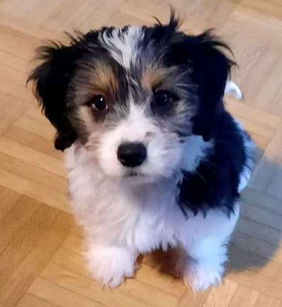 Havaneser dabei?:)-Beitrag-Bild