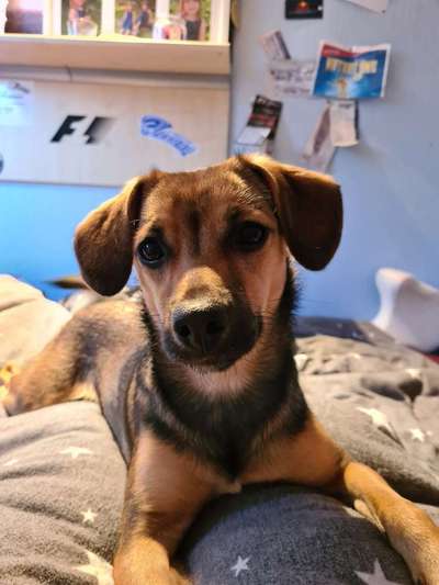 Hundetreffen-Welpentreff am Neckar entlang-Bild