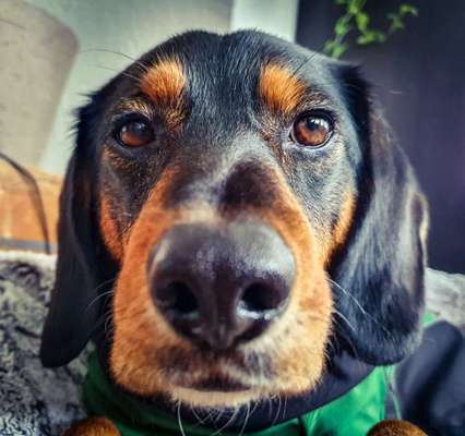 CHALLENGE NR. 19 - Der Hundeblick-Beitrag-Bild