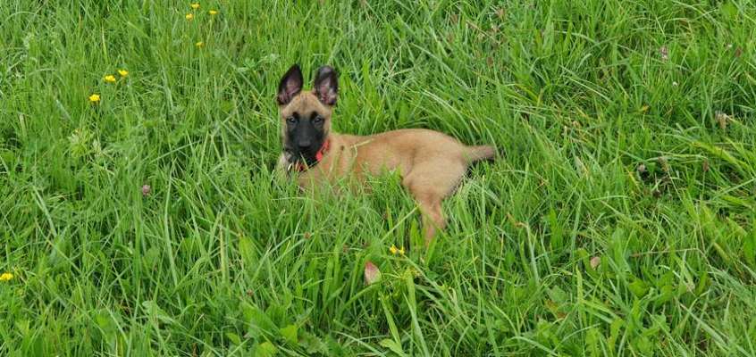 Hundetreffen-Sozial Kontakt-Bild