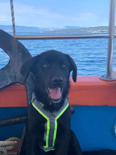 Dogorama-Monats-Challenge-Mai "Wasser"-Beitrag-Bild