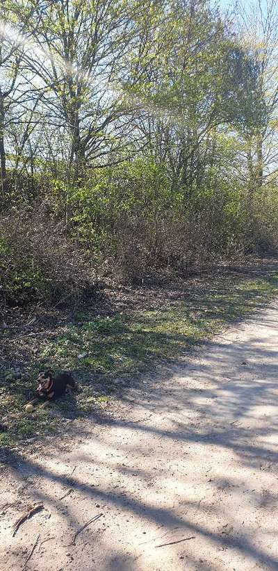 Fotochallenge No. 26                                     Wald und Wiese-Beitrag-Bild