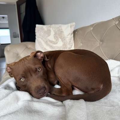 Hundetreffen-Welpentreffen Bruchköbel-Bild