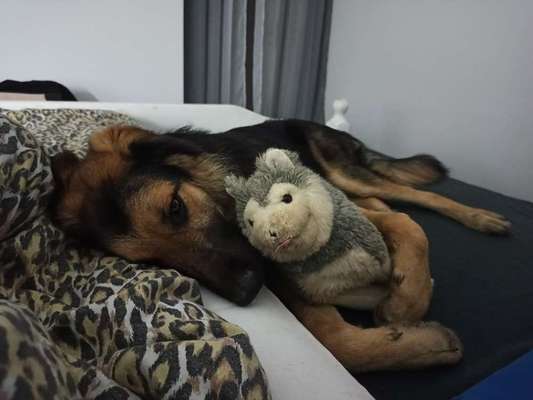 Darf der Hund bei Euch im Bett schlafen?-Beitrag-Bild