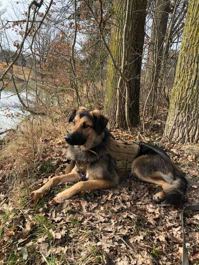 eure Spitznamen für die Vierbeiner-Beitrag-Bild