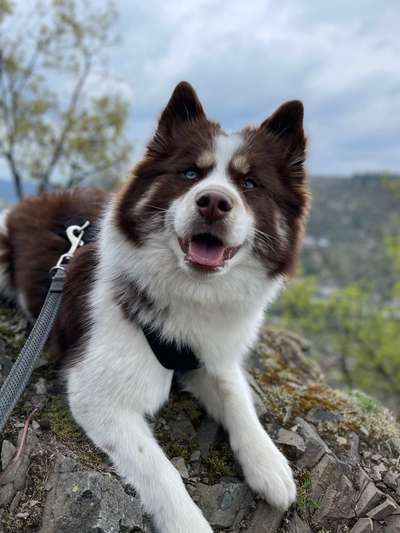 Pomsky-Beitrag-Bild