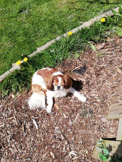 Fotochallenge No. 26                                     Wald und Wiese-Beitrag-Bild