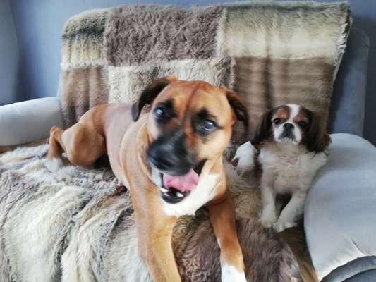 Wo habt ihr eure Hunde her ?-Beitrag-Bild