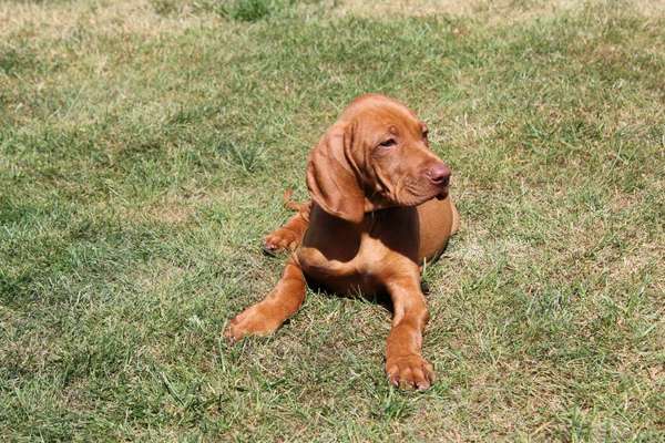 Welpen Bilder !-Beitrag-Bild