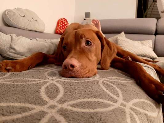 Magyar Vizsla UK-Beitrag-Bild