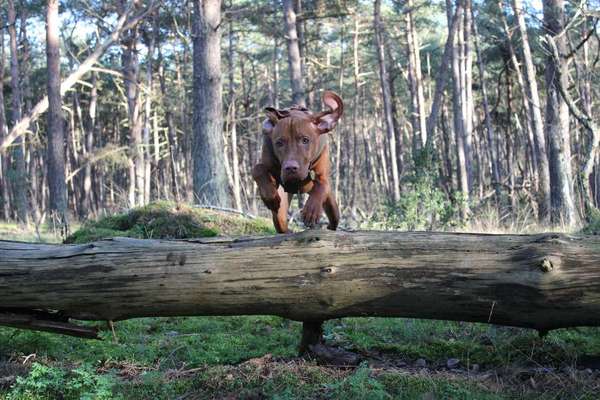 Challenge Nr. 16         Dynamik - Dein Hund in Bewegung-Beitrag-Bild