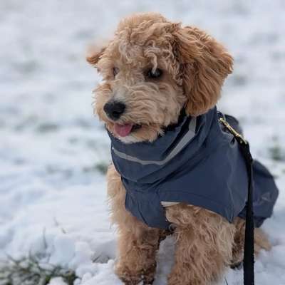 Hundetreffen-Hundekumpel für Urmel im Nettetal gesucht-Bild