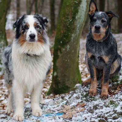 Hundetreffen-Junghundetreffen zum spielen und spazieren-Bild