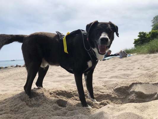 Hundetreffen-Strassenhunde Treff-Bild