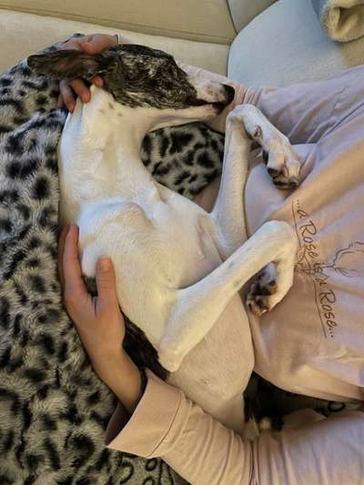 Windhunde - Treffen der besonderen Schönheiten
HERZLICH WILLKOMMEN-Beitrag-Bild