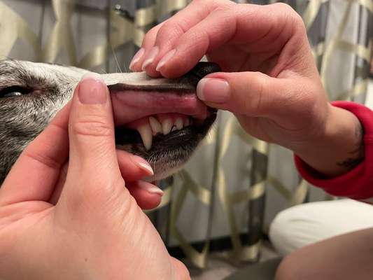 Windhunde - Treffen der besonderen Schönheiten
HERZLICH WILLKOMMEN-Beitrag-Bild