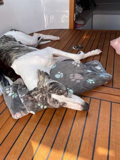 Windhunde - Treffen der besonderen Schönheiten
HERZLICH WILLKOMMEN-Beitrag-Bild