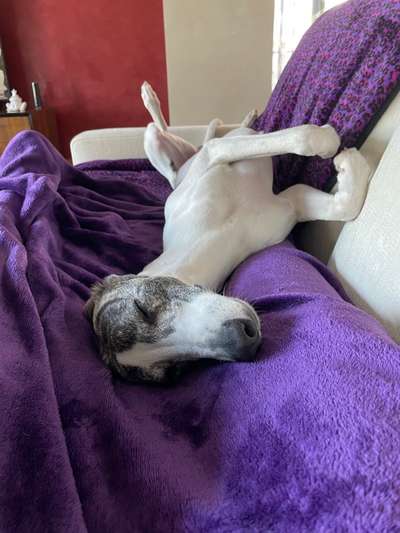 Windhunde - Treffen der besonderen Schönheiten
HERZLICH WILLKOMMEN-Beitrag-Bild