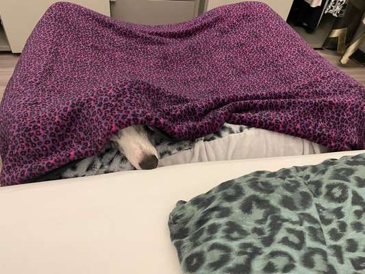 Windhunde - Treffen der besonderen Schönheiten
HERZLICH WILLKOMMEN-Beitrag-Bild