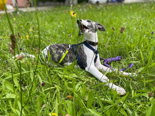 Windhunde - Treffen der besonderen Schönheiten
HERZLICH WILLKOMMEN-Beitrag-Bild