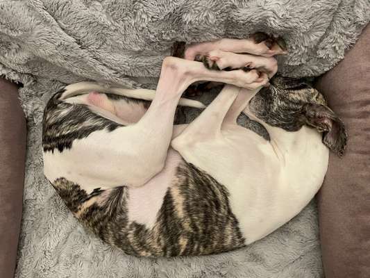 Windhunde - Treffen der besonderen Schönheiten
HERZLICH WILLKOMMEN-Beitrag-Bild