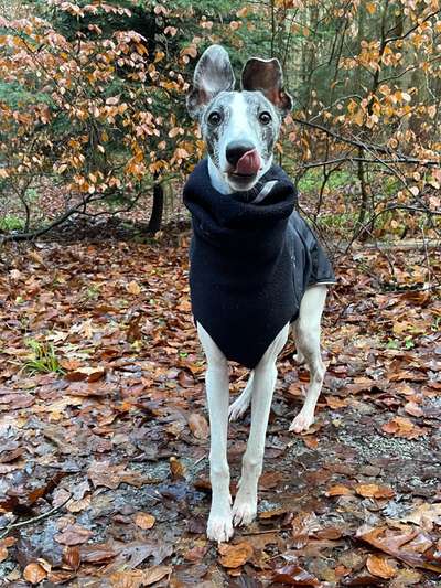 Fotochallenge Nr. 59 - Mein Hund zeigt die Zunge-Beitrag-Bild