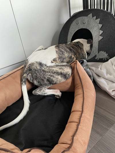 Whippet-Beitrag-Bild