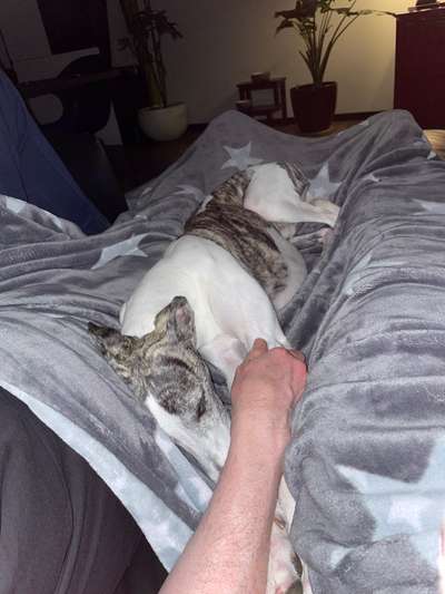 Windhunde - Treffen der besonderen Schönheiten
HERZLICH WILLKOMMEN-Beitrag-Bild