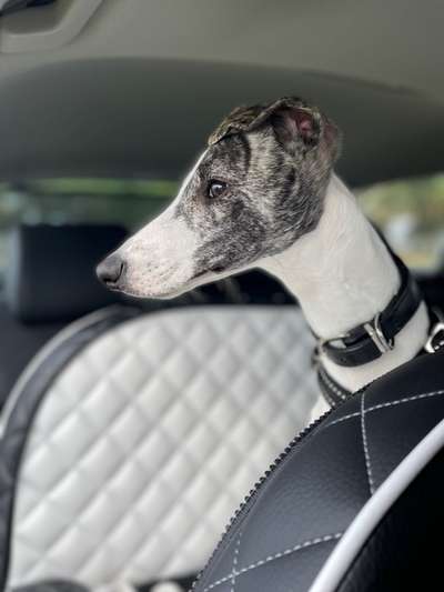 Windhunde - Treffen der besonderen Schönheiten
HERZLICH WILLKOMMEN-Beitrag-Bild