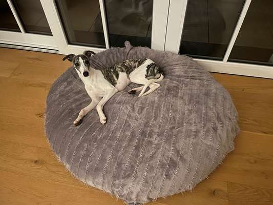 Windhunde - Treffen der besonderen Schönheiten
HERZLICH WILLKOMMEN-Beitrag-Bild