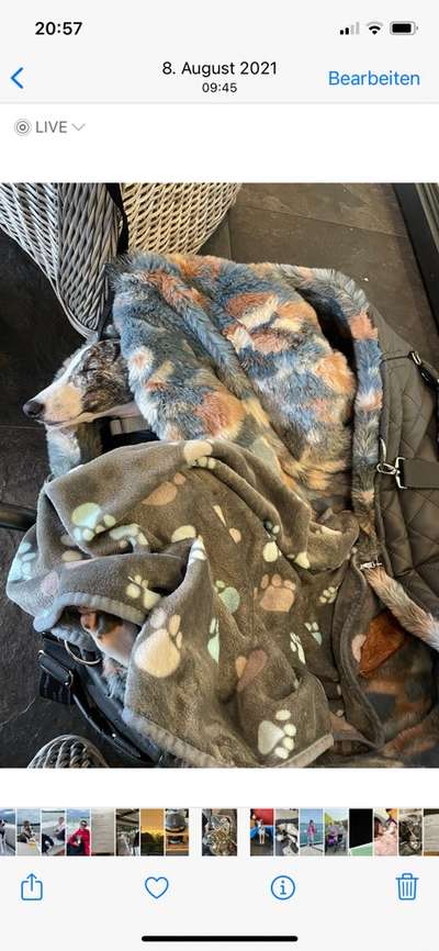 Windhunde - Treffen der besonderen Schönheiten
HERZLICH WILLKOMMEN-Beitrag-Bild