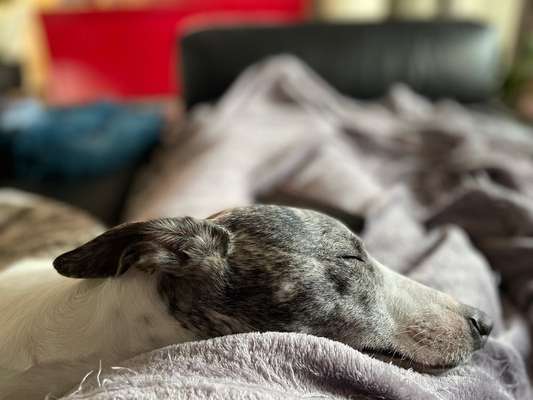 Windhunde - Treffen der besonderen Schönheiten
HERZLICH WILLKOMMEN-Beitrag-Bild