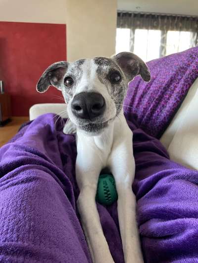 Windhunde - Treffen der besonderen Schönheiten
HERZLICH WILLKOMMEN-Beitrag-Bild