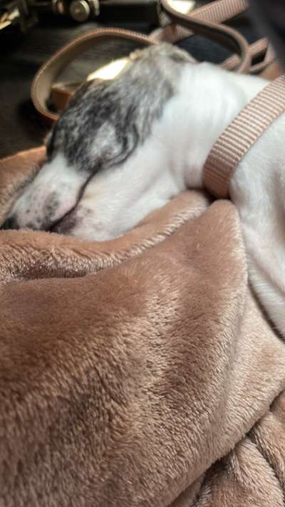 Whippet-Beitrag-Bild