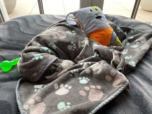 Windhunde - Treffen der besonderen Schönheiten
HERZLICH WILLKOMMEN-Beitrag-Bild