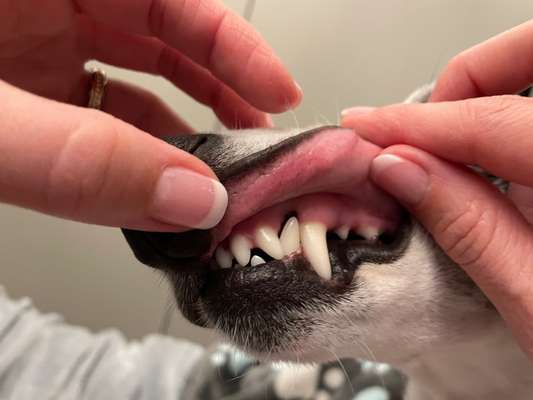 Windhunde - Treffen der besonderen Schönheiten
HERZLICH WILLKOMMEN-Beitrag-Bild