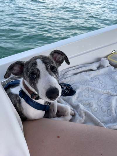 Windhunde - Treffen der besonderen Schönheiten
HERZLICH WILLKOMMEN-Beitrag-Bild