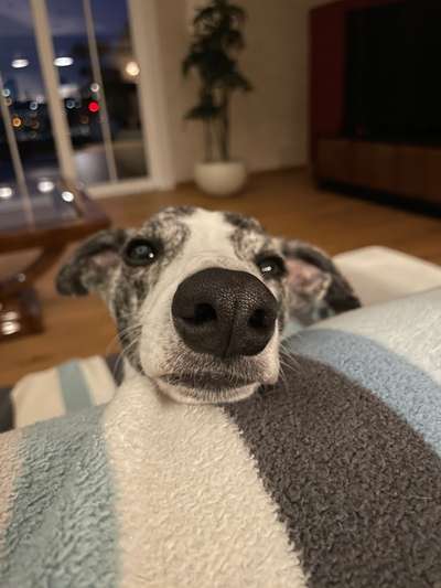 Windhunde - Treffen der besonderen Schönheiten
HERZLICH WILLKOMMEN-Beitrag-Bild