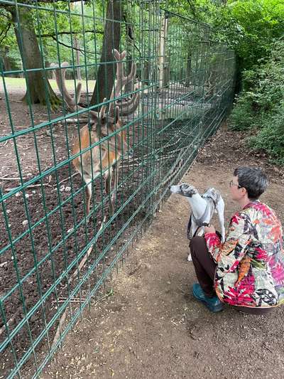 Windhunde - Treffen der besonderen Schönheiten
HERZLICH WILLKOMMEN-Beitrag-Bild