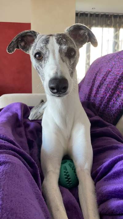 Windhunde - Treffen der besonderen Schönheiten
HERZLICH WILLKOMMEN-Beitrag-Bild