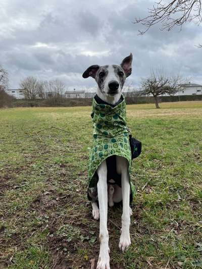 Windhunde - Treffen der besonderen Schönheiten
HERZLICH WILLKOMMEN-Beitrag-Bild