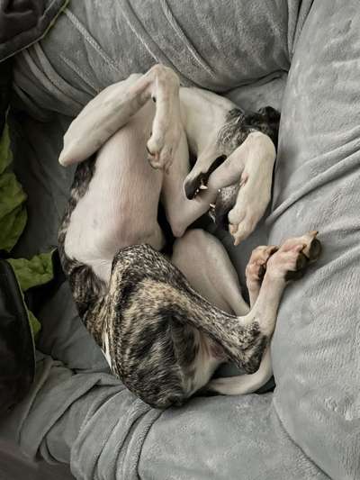 Windhunde - Treffen der besonderen Schönheiten
HERZLICH WILLKOMMEN-Beitrag-Bild