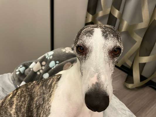 Windhunde - Treffen der besonderen Schönheiten
HERZLICH WILLKOMMEN-Beitrag-Bild