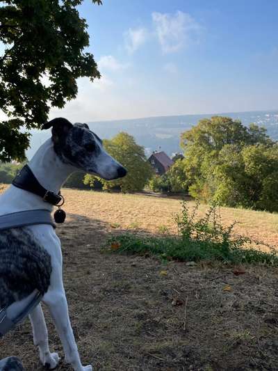 Windhunde - Treffen der besonderen Schönheiten
HERZLICH WILLKOMMEN-Beitrag-Bild