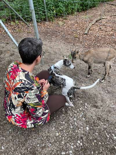 Windhunde - Treffen der besonderen Schönheiten
HERZLICH WILLKOMMEN-Beitrag-Bild