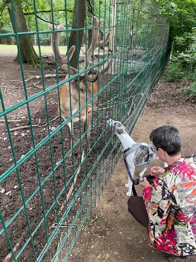 Windhunde - Treffen der besonderen Schönheiten
HERZLICH WILLKOMMEN-Beitrag-Bild