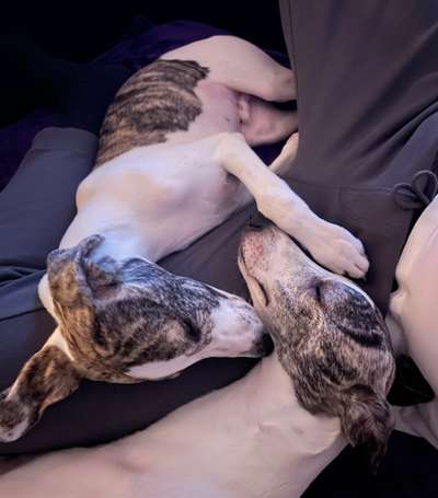 Windhunde - Treffen der besonderen Schönheiten
HERZLICH WILLKOMMEN-Beitrag-Bild