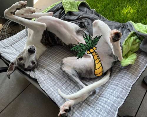 Dogorama Photo Challenge - Zeigt her eure Bäuche-Beitrag-Bild